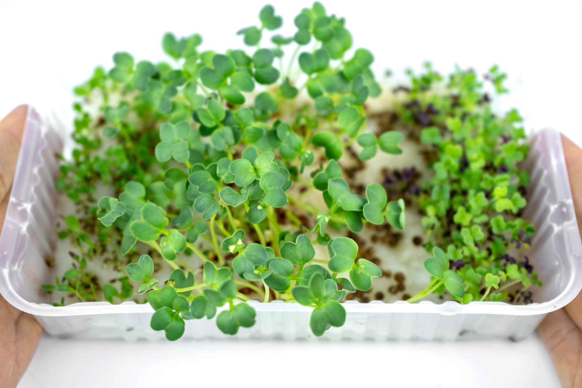 Мікрозелень суперфуд — як вирощувати вдома і додавати у раціон